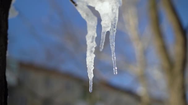 ijspegel smelten, water druppelend uit ijspegel in het voorjaar, close-up met wazige achtergrond - Video
