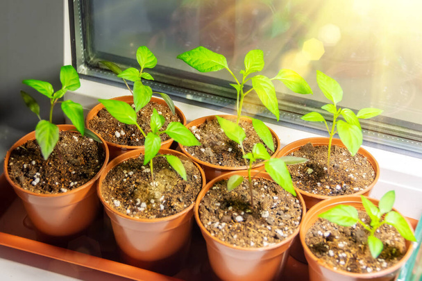 Sadzonki warzyw papryka po zbieraniu w małych doniczkach, technologia rolnicza uprawy sadzonek pod sztucznym oświetleniem do sadzenia w szklarniach na sezon letni - Zdjęcie, obraz