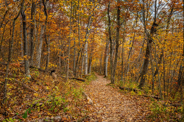 Autunno cambiamento di colore delle foglie lungo il Big Meadows Horse Trail vicino Fishers Gap a Shenandoah National Park in Virginia. - Foto, immagini