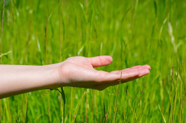 Young woman streches out hand with opened empty palm up above green grass at summertime on bright sunlight. Concept - Foto, imagen
