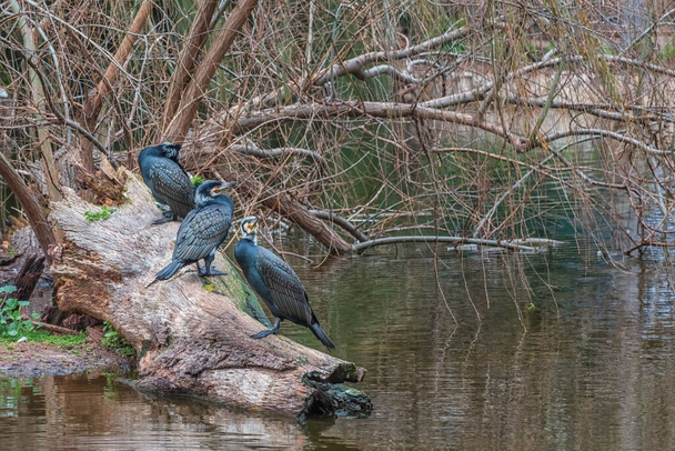 Great cormorant, Phalacrocorax carbo, fish-eating birds at the lake. Landscape in Israel. Birds in nature environment. Photo of birds wildlife. Bird watching outdoors - Photo, Image