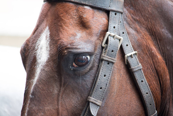 Detail of sad look of brown horse. - Photo, Image