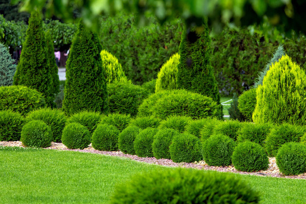 spring green plants green grass with cut bushes shape design sprinkled with natural stone mulching in a park with plants on a summer day. - Photo, Image