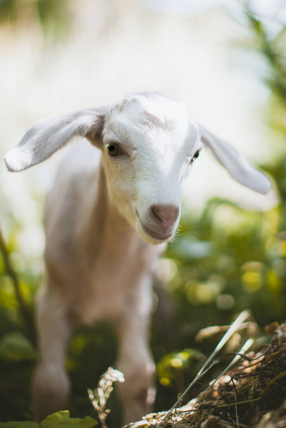 Cute young white goatling in a garden - Фото, зображення
