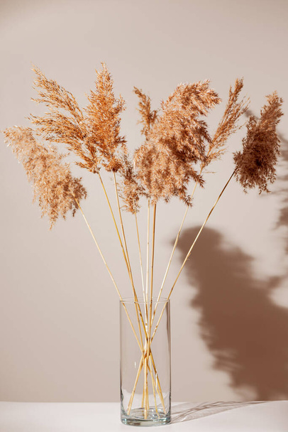 Dry reeds in glass transparent vase on white table with shadow on light beige wall. Modern interior design concept. Minimal style - Photo, Image