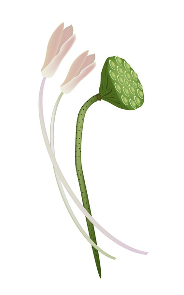 Lotus Flowers and Pod on White Background - Διάνυσμα, εικόνα