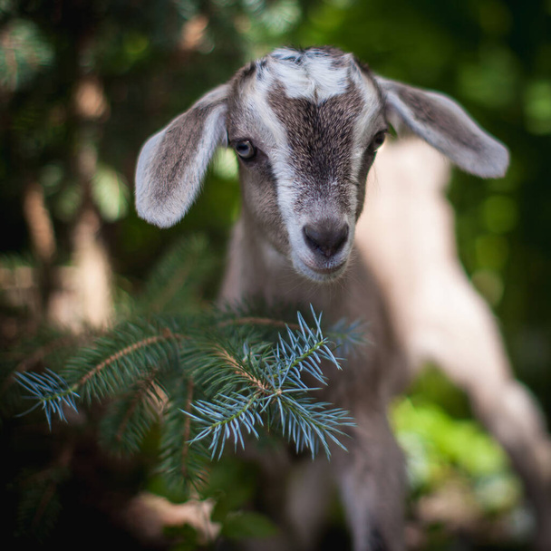Cute young grey goatling in a garden - Photo, Image