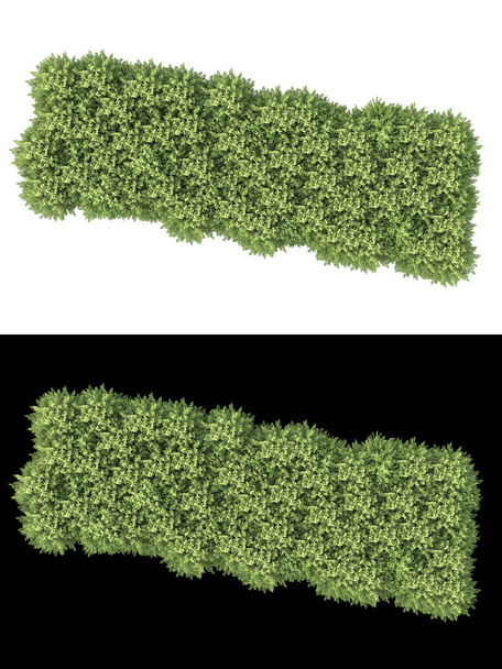 Beyaz ve siyah arkaplanda izole edilmiş fotoğraf manipülasyonu için yeşillik. 3d görüntüleme - illüstrasyon - Fotoğraf, Görsel