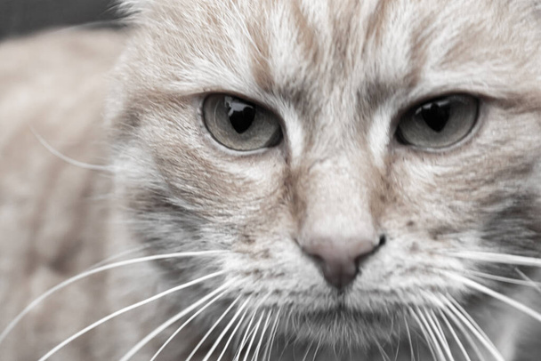 сердитый кот смотрит прямо на меня, лицо крупным планом - Фото, изображение