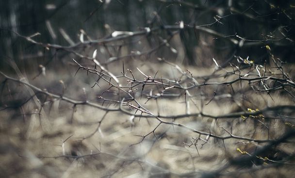 Abstrakter Hintergrund mit Weißdornzweigen im Frühling. - Foto, Bild
