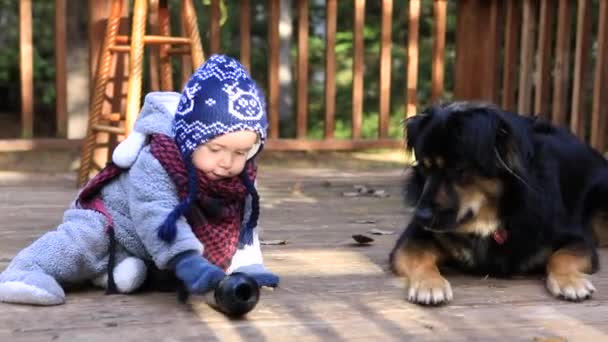 Toddler playing with a husky dog - Footage, Video