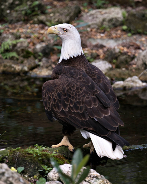 Bald Eagle close-up profile rear view perched on a branch by the water with foliage background displaying its back, head, beak, tail and talons, in its environment and habitat. Bald Eagle Stock Photo. - Foto, Imagen