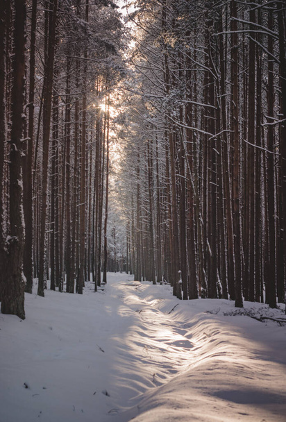 A path in a snow-covered forest. Winter forest after a snowfall. - Fotografie, Obrázek
