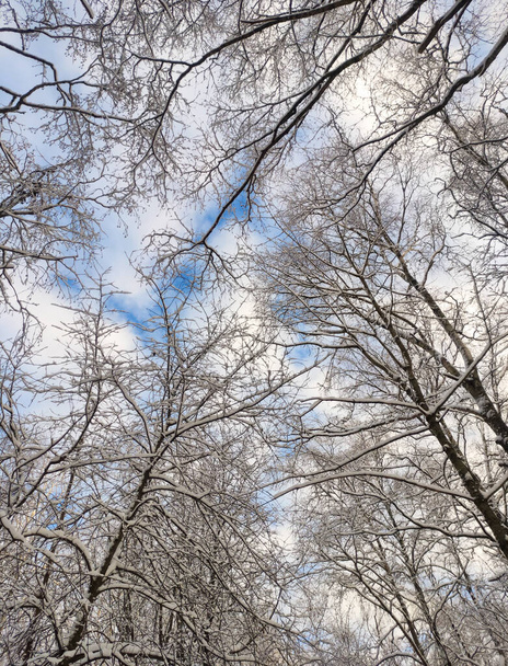 Beautiful background of snow-covered trees with sky. - Zdjęcie, obraz