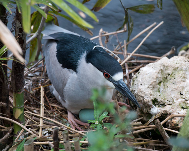Black-crowned Night Heron bird with eggs on the nest with a background  in its environment and habitat. The nest and blue-green eggs of a Black-Crowned Night Heron. Black-crowned Night Heron Stock Photo. - Foto, Bild