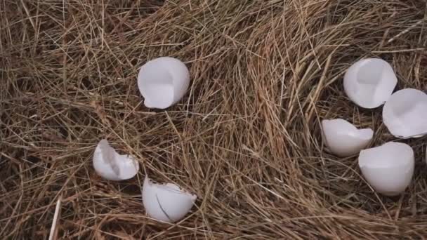 Coquille d'oeuf dans un nid. Œufs cassés sur herbe sèche - Séquence, vidéo