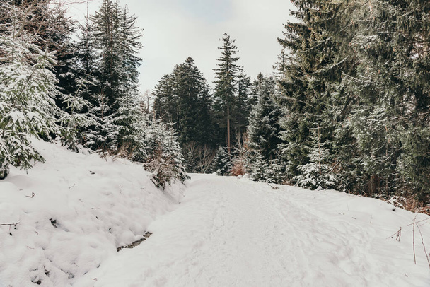 Walk through a snowy landscape with deep snow - Φωτογραφία, εικόνα
