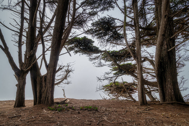 Zypressen im Fitzgerald Marine Reserve in Moss Beach, Kalifornien - Foto, Bild