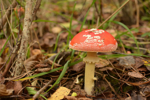 Токсичний і галюциногенний гриб Fly Agaric в траві на осінньому тлі лісу. Аманіта Мускарія макроскопічна у природному середовищі.. - Фото, зображення