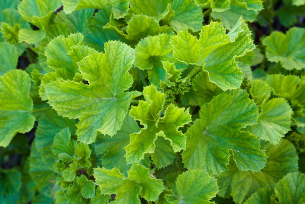 Green color leaves. Geranium leaves. - Foto, Bild