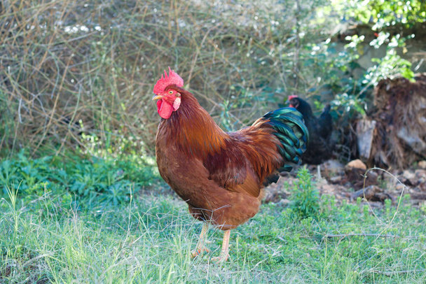 Pollo o gallo tradicional turco de canto largo. - Foto, Imagen