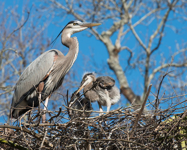 Blue Heron ptaków zbliżenie profil widok na gniazdo, wyświetlając swoje niebieskie pióra upierzenie, rozłożone skrzydła, dziób, oko, skrzydła, długie nogi z niebieskim tle nieba rozmycia w ich środowisku i środowisku. Niebieski czapla Darmowe zdjęcie. - Zdjęcie, obraz