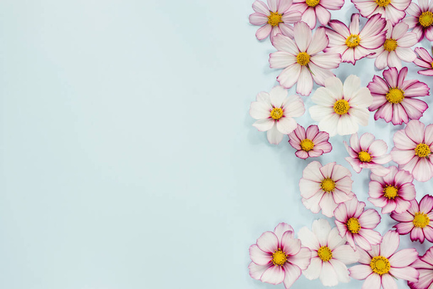 Floral composition. Pink flowers cosmos on blue background. Spring, summer concept. Flat lay, top view, copy space - Φωτογραφία, εικόνα