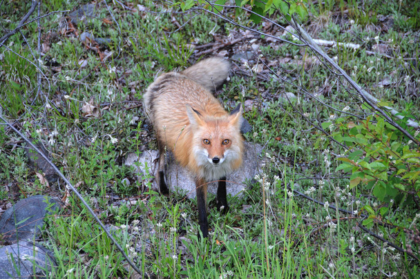 Fox Red Fox dier in het bos kijkt naar de camera met vacht, hoofd, oren, ogen, neus, poten in zijn habitat en omgeving gebladerte voorgrond en achtergrond. Fox Afbeelding. Portret. Afbeelding.  - Foto, afbeelding