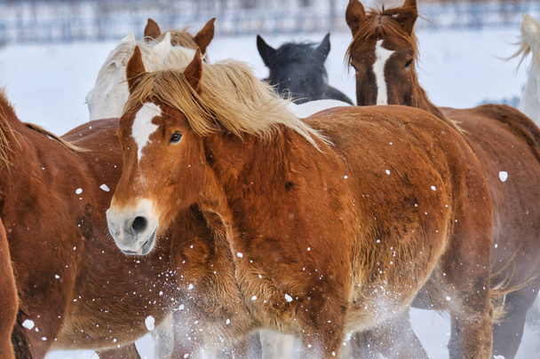 бегущая лошадь на зимнем Хоккайдо - Фото, изображение