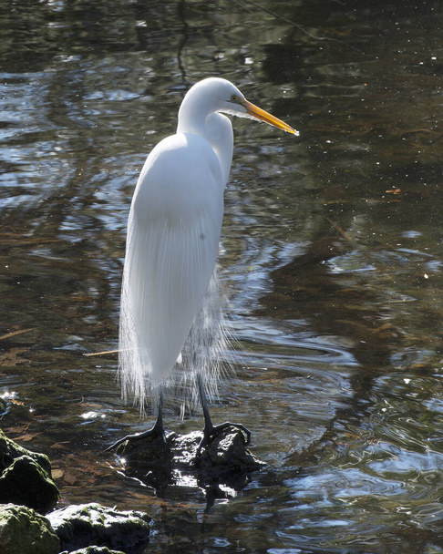 Great White Egret perched displaying white feather plumage, wing, body, beak, with a blur water background in its environment and habitat. Great White Egret Stock Photo. - Foto, Imagen