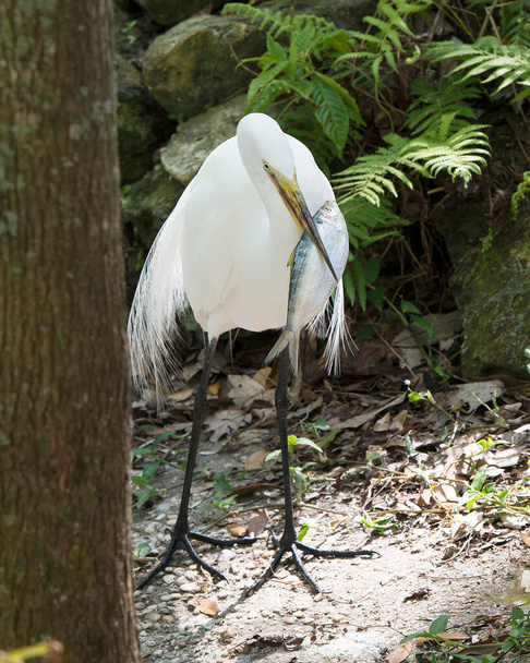 Great White Egret bird close-up profile view with a fish in its beak with a rock and foliage background displaying white feathers, head, beak, eye, legs, white plumage in its environment and habitat. - Foto, imagen