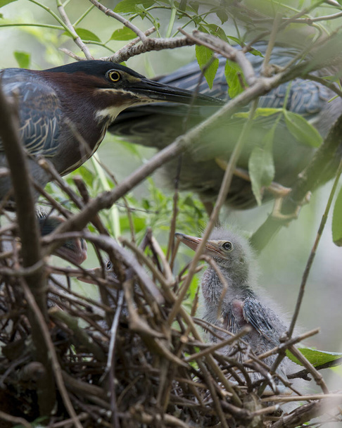 Groene reiger volwassen en baby reigers op het nest met wazig voorgrond en gebladerte achtergrond in hun omgeving en habitat. Groene reiger Stock Foto. - Foto, afbeelding