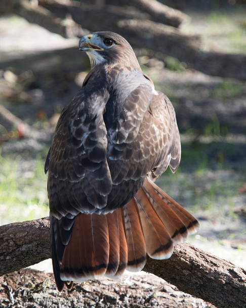 Hawk vista de primer plano del perfil encaramado en una rama de árbol que muestra plumaje de plumas marrones, cabeza, ojo, pico, cola, garras, con un fondo borroso en su hábitat y ambiente. Hawk Stock Photo. - Foto, Imagen