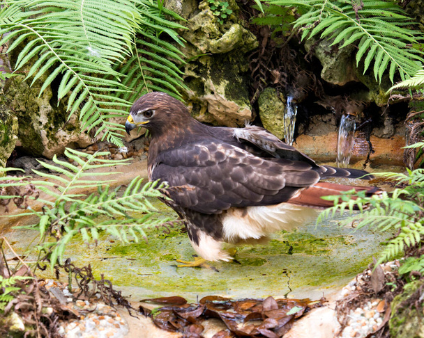 Widok z bliska Hawk kąpieli profil z jego skrzydła rozłożone wyświetlające brązowe pióra upierzenie w środowisku i siedlisku. Zdjęcie Hawk Stock. - Zdjęcie, obraz