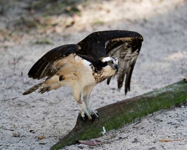Osprey lähikuva profiilin kyydissä sumea tausta näyttää ruskeat höyhenet, levittää siivet, silmät, nokka, kynnet, sen elinympäristössä ja ympäristössä. Osprey Stock valokuva. - Valokuva, kuva