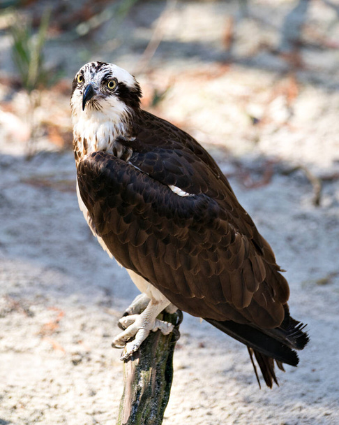 Osprey close-up profile view perched on a log with a blur background looking at the camera and displaying its brown feathers plumage, eye, beak, talons in its environment and habitat. Osprey Stock Photo. - 写真・画像