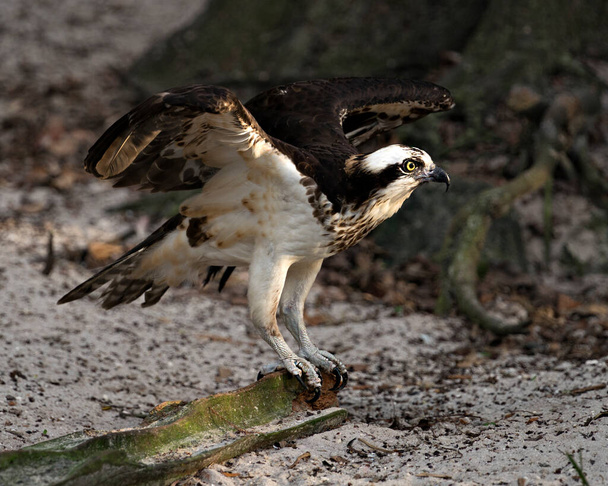 Osprey közelkép profil nézet kitárt szárnyakkal, homályos háttér mutatja a barna tollak tollazat, szem, csőr, karmok a környezetében és élőhelyén. Osprey Stock Fotók. - Fotó, kép