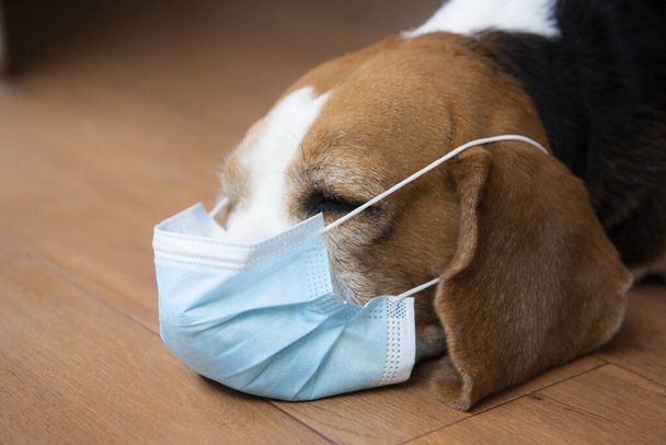 Beagle cane indossando maschera di sicurezza per proteggere il virus Corona, covid 19 maschera di protezione - Foto, immagini