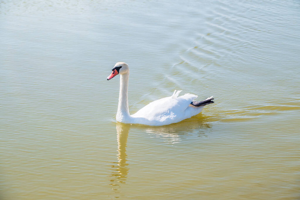 Graceful white Swan swimming in the lake, swans in the wild. Portrait of a white swan swimming on a lake. The mute swan, latin name Cygnus olor. - Zdjęcie, obraz