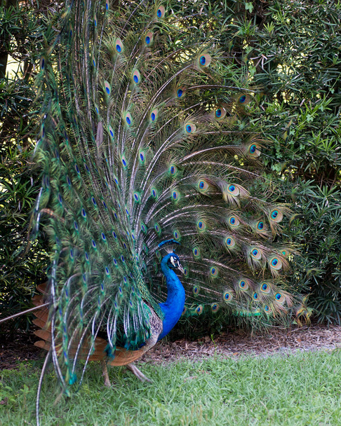 Peacock profil rapproché, affichant pli ouvert ventilateur élaboré avec train plumes chatoyantes avec plumage bleu-vert avec des taches oculaires sur la queue du ventilateur, ornement de la tête. Peacock Photo de stock. - Photo, image