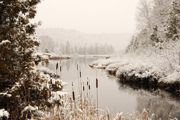 Winter scenery with frost trees with snow cover by the river with cattails its beauty in nature. Winter Wonderland. - Foto, afbeelding