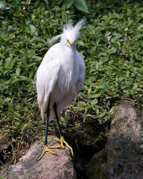 Snowy Egret bird close-up profile view standing on moss rocks with foliage background, displaying white feathers, head, beak, eye, fluffy plumage, yellow feet in its environment and habitat. Snowy Egret Stock Photo. - Fotó, kép