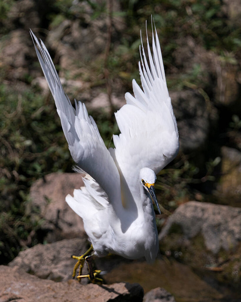 Snowy Egret lähikuva profiilin näkymä levitetty siivet sumea tausta, jossa valkoinen höyhenet, pää, nokka, silmä, pörröinen höyhenpeite, keltaiset jalat sen ympäristössä ja elinympäristössä. Luminen haikara varastossa valokuva. - Valokuva, kuva