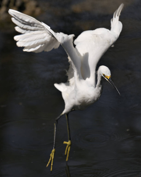 Snowy Egret bird close-up profile view flying over the water displaying white feathers, head, beak, eye, fluffy plumage, yellow feet in its environment and habitat. Snowy Egret Stock Photo. - Photo, image