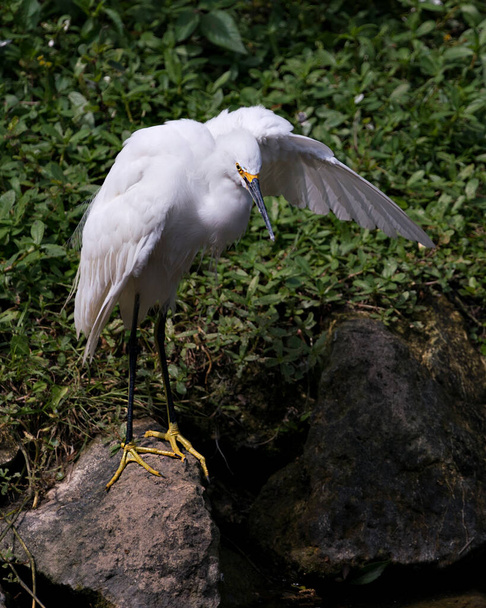 Snowy Egret bird close-up profile view standing on moss rocks with foliage background, displaying white feathers, head, beak, eye, fluffy plumage, yellow feet in its environment and habitat. Snowy Egret Stock Photo. - Foto, Bild