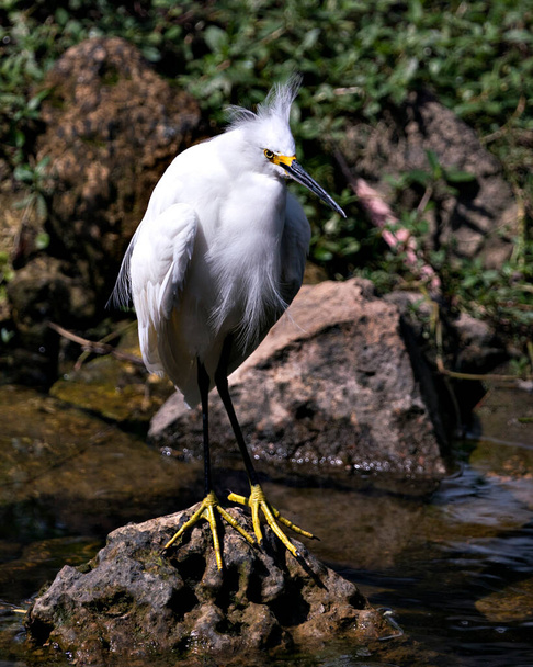 Snowy Egret πουλί γκρο πλαν προβολή προφίλ στέκεται σε βρύα βράχους με φόντο φύλλωμα, εμφανίζοντας λευκά φτερά, το κεφάλι, ράμφος, μάτι, αφράτο φτέρωμα, κίτρινα πόδια στο περιβάλλον και το περιβάλλον του. Χιονισμένο egret Στοκ Φωτογραφία. - Φωτογραφία, εικόνα