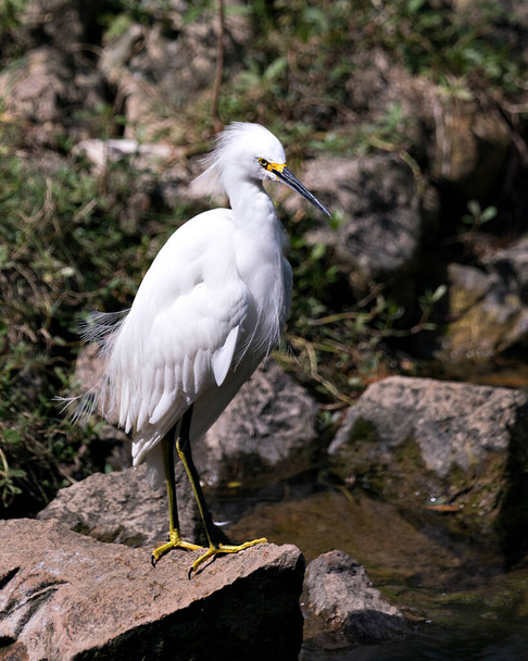 Snowy Egret bird close-up profile view standing on moss rocks with foliage background, displaying white feathers, head, beak, eye, fluffy plumage, yellow feet in its environment and habitat. Snowy Egret Stock Photo. - Photo, image