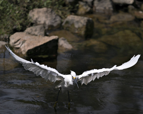 Snowy Egret πουλί γκρο πλαν προβολή προφίλ που φέρουν πάνω από το νερό εμφανίζει λευκά φτερά, το κεφάλι, ράμφος, μάτι, αφράτο φτέρωμα, κίτρινα πόδια στο περιβάλλον και το περιβάλλον του. Χιονισμένο egret Στοκ Φωτογραφία. - Φωτογραφία, εικόνα