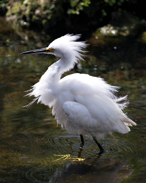 Snowy Egret close-up profile view walking in the water with rock and moss background, displaying white feathers, head, beak, eye, fluffy plumage, yellow feet in its environment and habitat. Snowy Egret Stock Photo. - 写真・画像