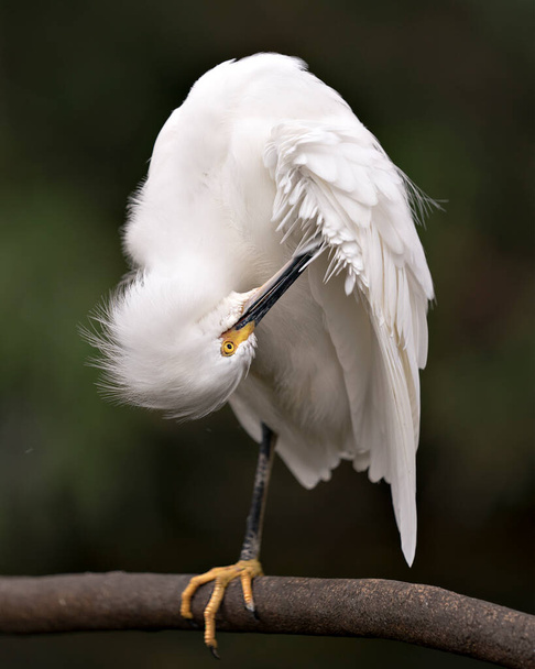 Snowy Egret close up profile view σκαρφαλωμένο σε φτερά που καθαρίζουν κλαδιά εμφανίζοντας λευκά φτερά φτέρωμα, αφράτο φτέρωμα, κεφάλι, ράμφος, μάτι, πόδια στο περιβάλλον και το περιβάλλον του με θολή φόντο. Χιονισμένο egret Στοκ Φωτογραφία. - Φωτογραφία, εικόνα
